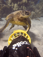 Sea turtle checking out scooter