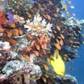 Beqa Lagoon Fiki Dive Package