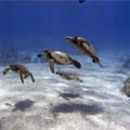 Maui Diving Special