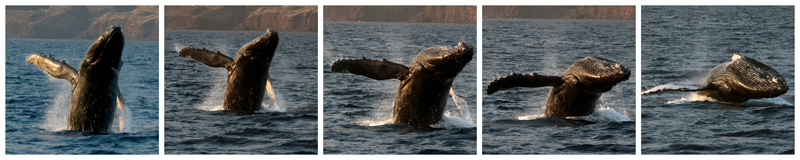 maui whale breaching